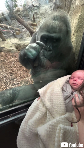 赤ちゃんに興味津々のゴリラ
