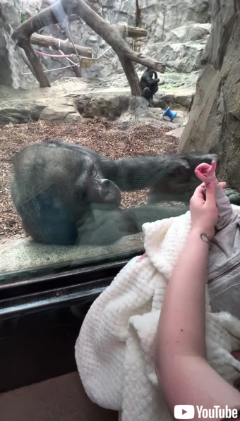 赤ちゃんに興味津々のゴリラ