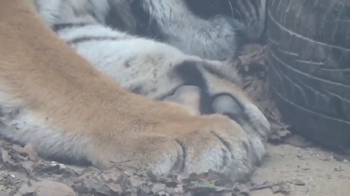 テンちゃんの前足