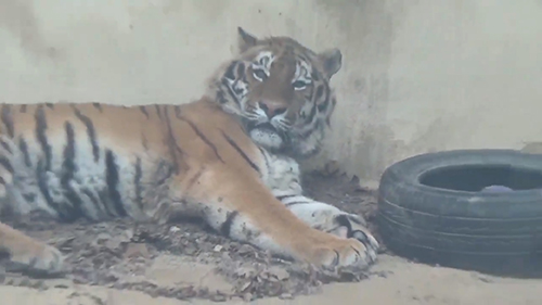 起きたテンちゃん