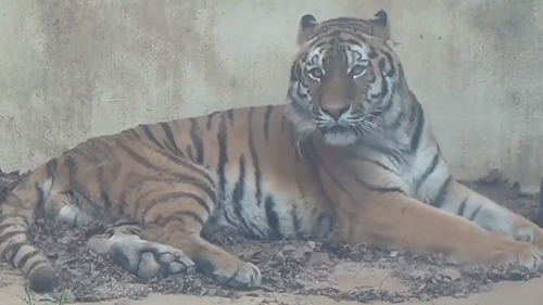 困り顔テンちゃん