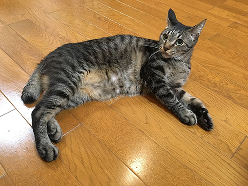 トラ太さん
