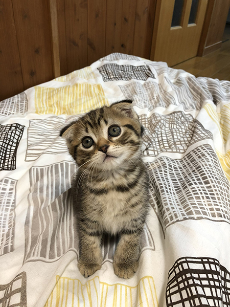 ちっちゃいガッちゃん