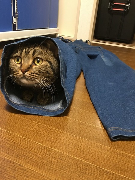 トラ太さん