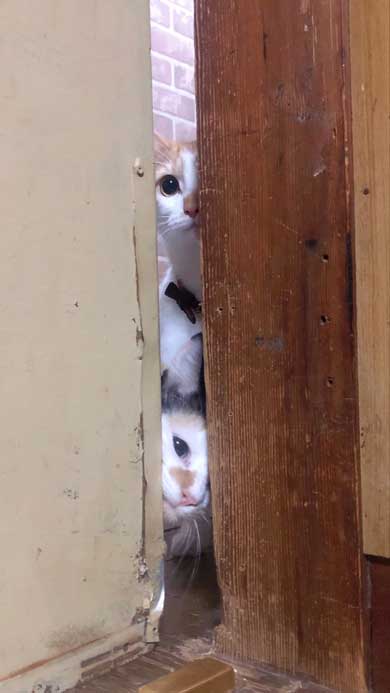 シャイニング 家政婦は見た 猫