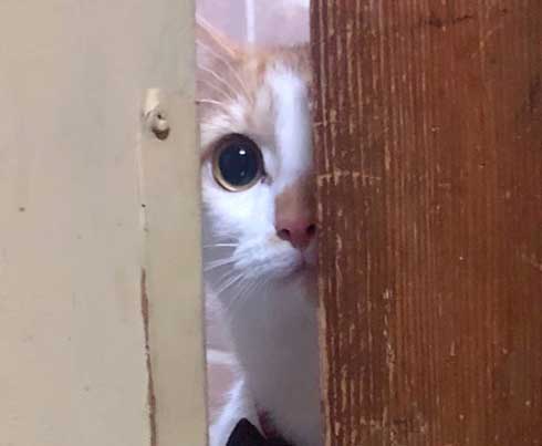 シャイニング 家政婦は見た 猫