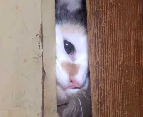 シャイニング 家政婦は見た 猫