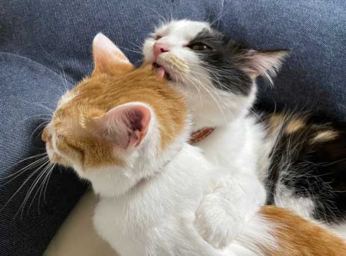 シャイニング 家政婦は見た 猫