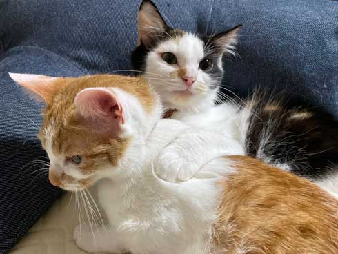 シャイニング 家政婦は見た 猫