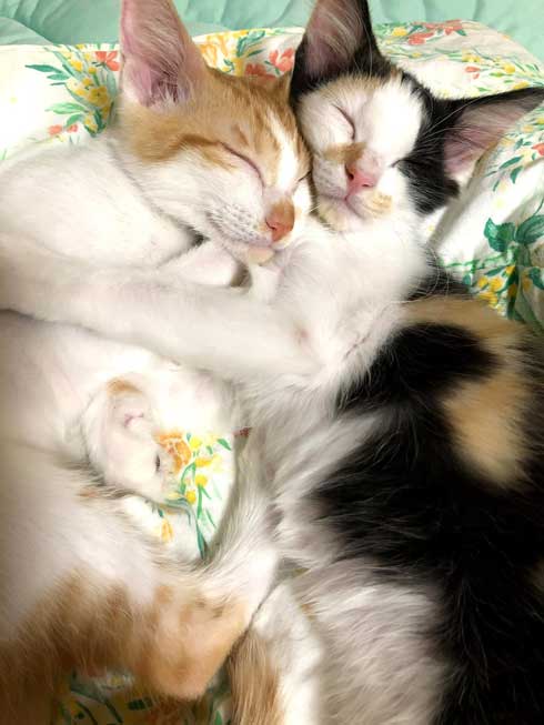 シャイニング 家政婦は見た 猫