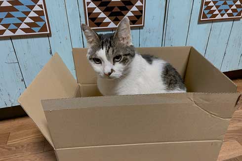 シャイニング 家政婦は見た 猫