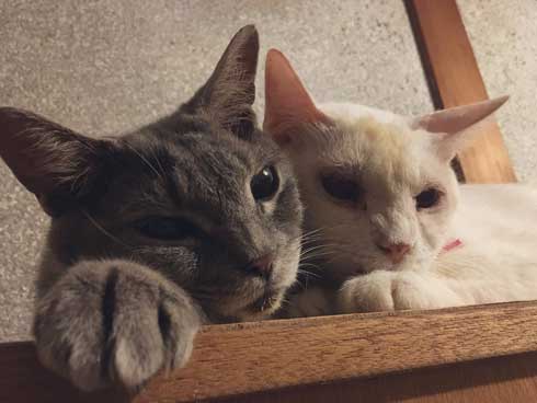 シャイニング 家政婦は見た 猫