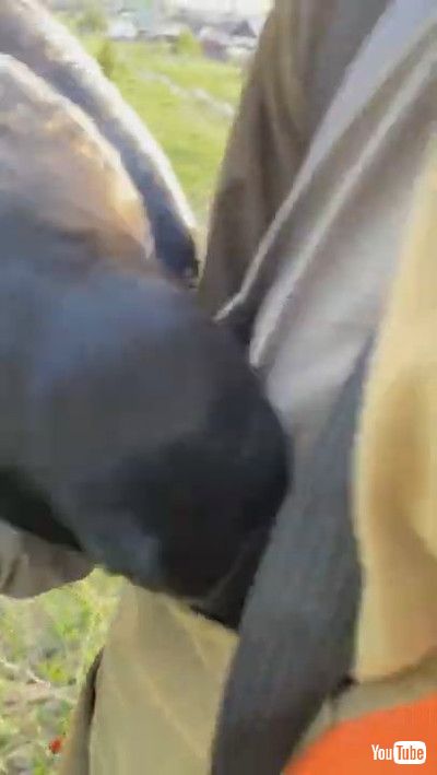 「Pet Raven Gently Gives Owner some Flowers || ViralHog」