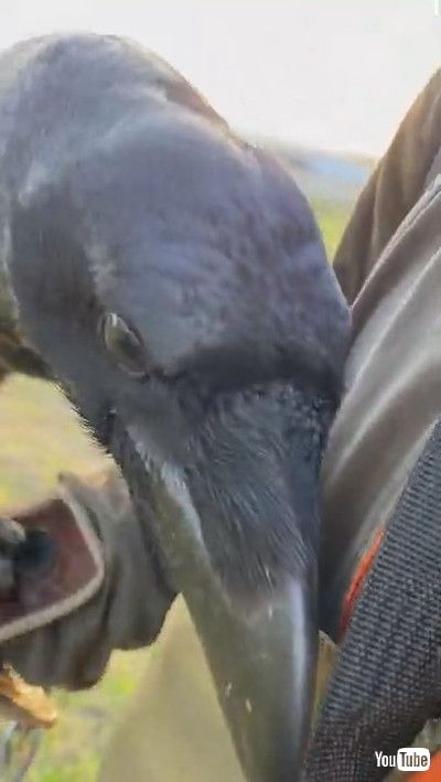 「Pet Raven Gently Gives Owner some Flowers || ViralHog」