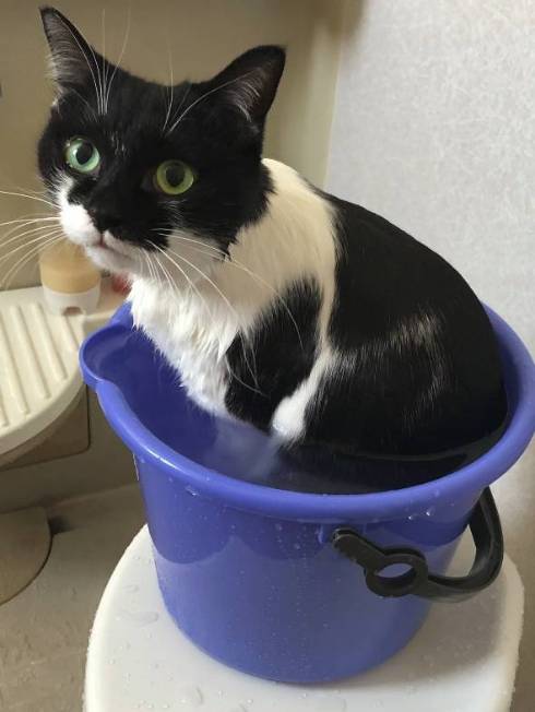 猫 悟りをひらいた お風呂 ふくちゃん
