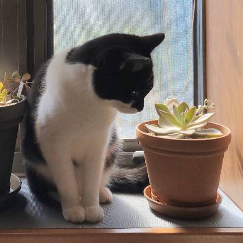 猫 悟りをひらいた お風呂 ふくちゃん