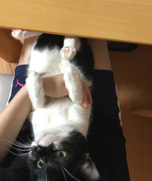 猫 悟りをひらいた お風呂 ふくちゃん