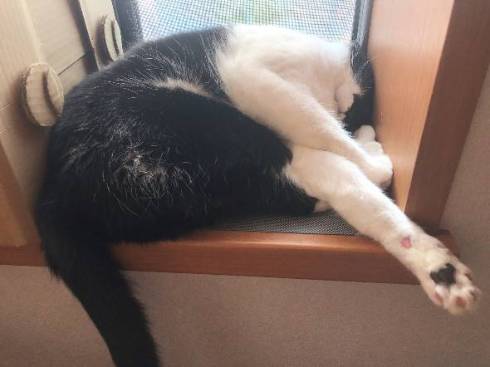 猫 悟りをひらいた お風呂 ふくちゃん