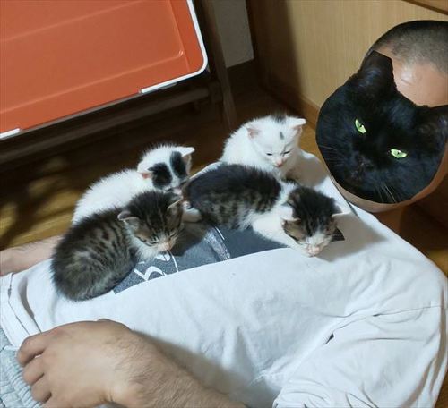 猫