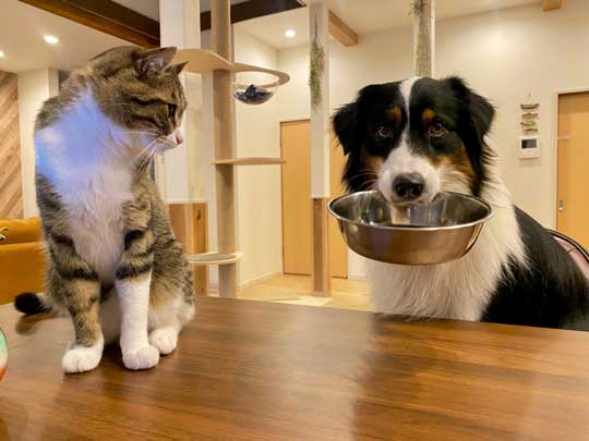 おかわり 諦めない 犬 オーストラリアンシェパード 猫 仲良し