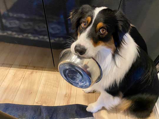 おかわり 諦めない 犬 オーストラリアンシェパード 猫 仲良し