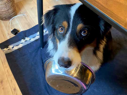 おかわり 諦めない 犬 オーストラリアンシェパード 猫 仲良し