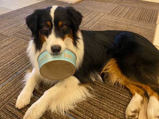 おかわり 諦めない 犬 オーストラリアンシェパード 猫 仲良し