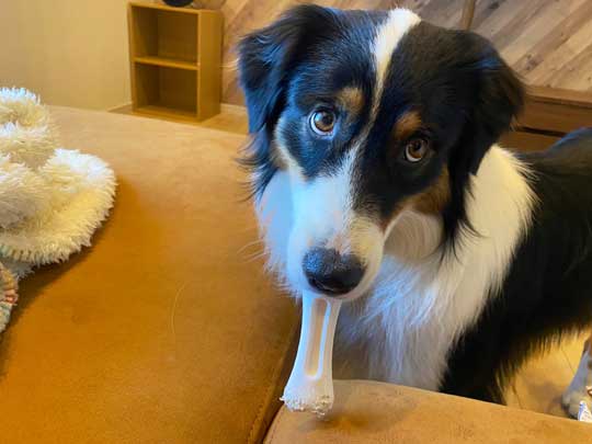 おかわり 諦めない 犬 オーストラリアンシェパード 猫 仲良し
