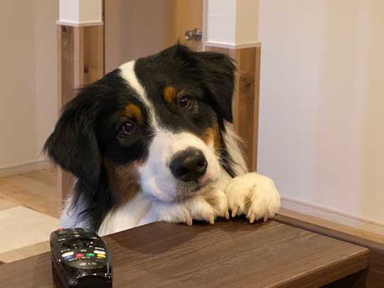 おかわり 諦めない 犬 オーストラリアンシェパード 猫 仲良し