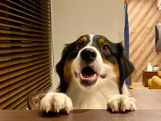 おかわり 諦めない 犬 オーストラリアンシェパード 猫 仲良し