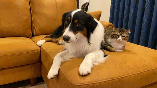 おかわり 諦めない 犬 オーストラリアンシェパード 猫 仲良し