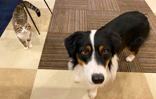 おかわり 諦めない 犬 オーストラリアンシェパード 猫 仲良し