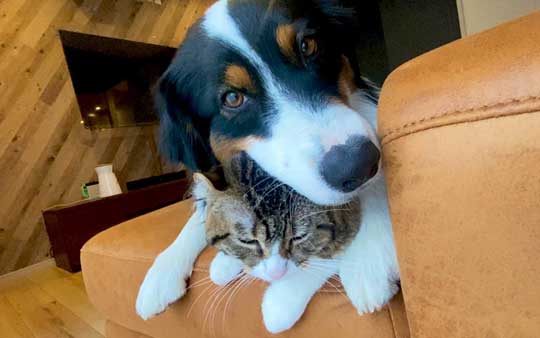 おかわり 諦めない 犬 オーストラリアンシェパード 猫 仲良し
