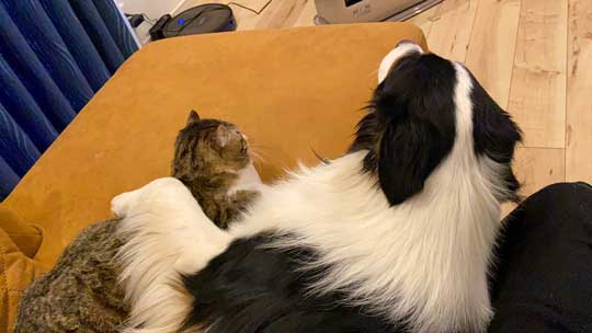 おかわり 諦めない 犬 オーストラリアンシェパード 猫 仲良し