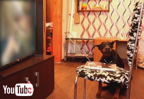 「Clever Dog Fails the Patience Test Successfully || ViralHog」