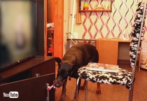 「Clever Dog Fails the Patience Test Successfully || ViralHog」