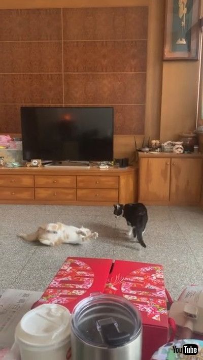 「Roly Poly Battle Cats || ViralHog」