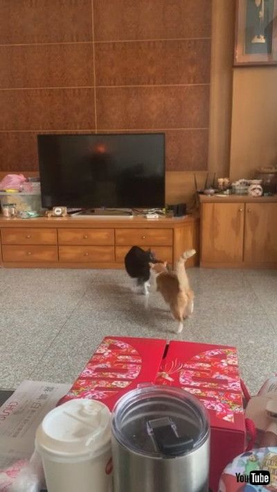 「Roly Poly Battle Cats || ViralHog」