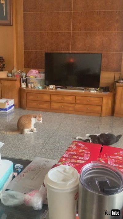 「Roly Poly Battle Cats || ViralHog」