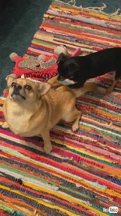 「Doggy Scratches Best Friends Back || ViralHog」