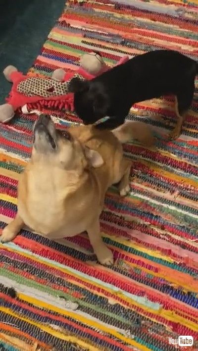 「Doggy Scratches Best Friends Back || ViralHog」