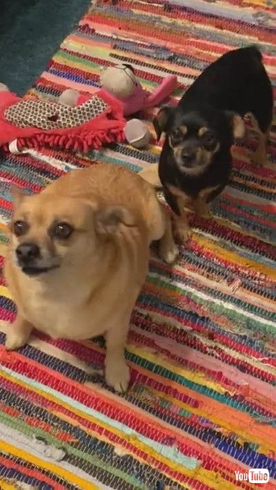 「Doggy Scratches Best Friends Back || ViralHog」