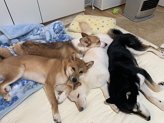 ともぞう@犬猫屋敷さん
