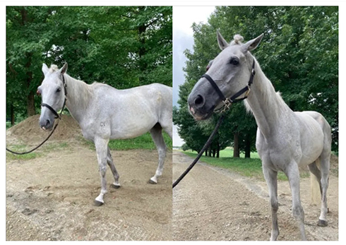 紗栄子 愛馬 リーガル NASU FARM VILLAGE