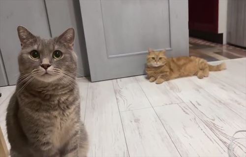 猫