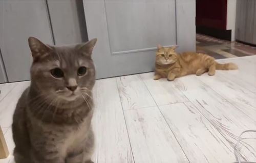 猫