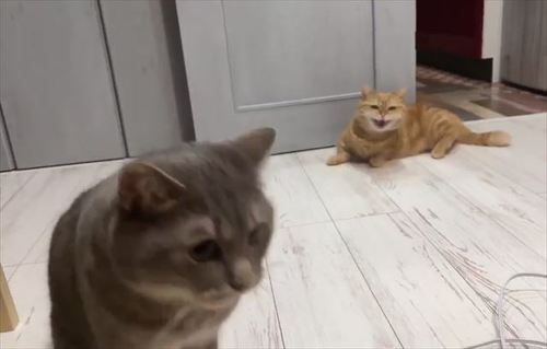 猫