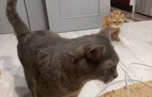 猫