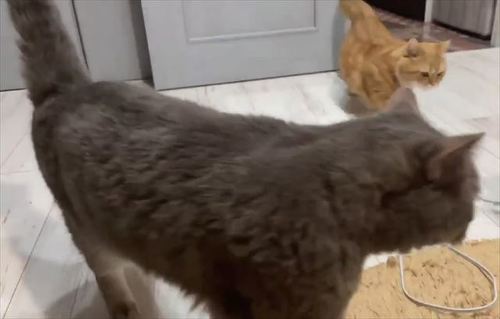 猫