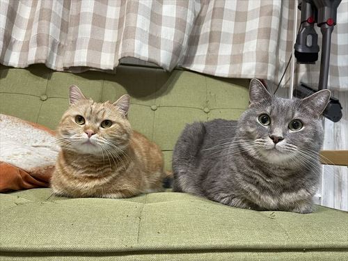 猫